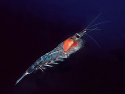 krill oil vs fish oil - krill is high in phospholipids